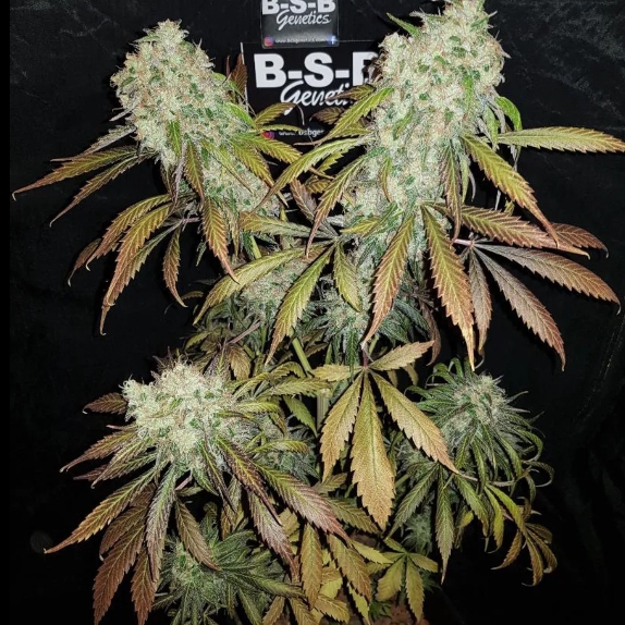 Banana Kush Feminised Cannabis Seeds