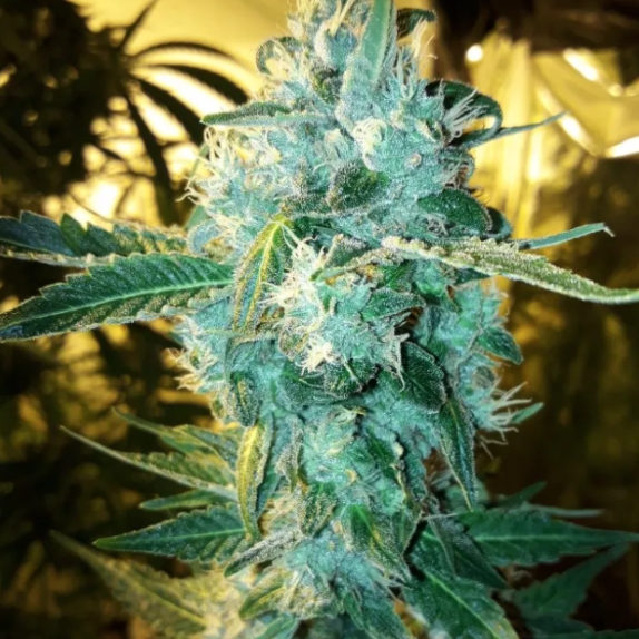 Blue Cheddar #1 Feminised Cannabis Seeds
