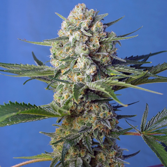 Crystal Candy Fast V Cannabis Seeds