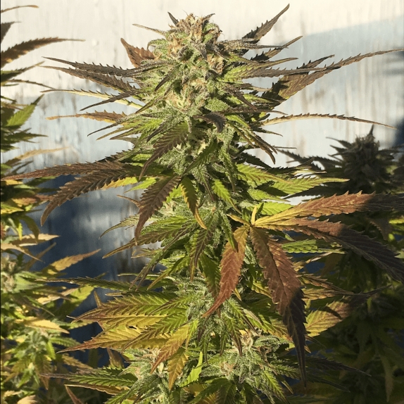 Cali Green Crack Feminised Cannabis Seeds