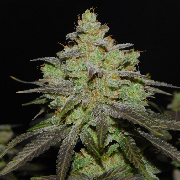 Cali OG Kush Feminised Cannabis Seeds