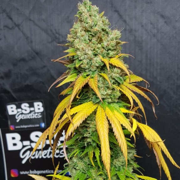 Cali Sunset Sherbet Feminised Cannabis Seeds