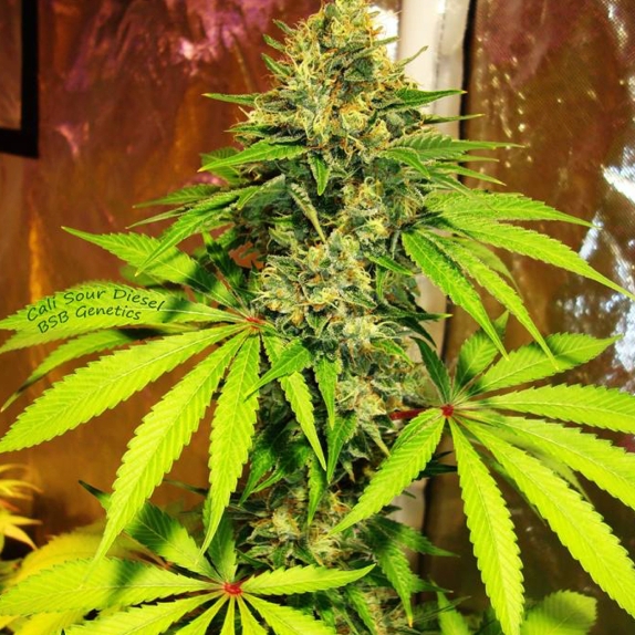 Cali Sour Diesel Feminised Cannabis Seeds