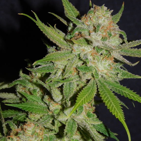 Chemdawg #4 Feminised Cannabis Seeds