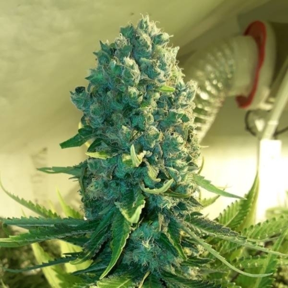 Cali Dream Feminised Cannabis Seeds