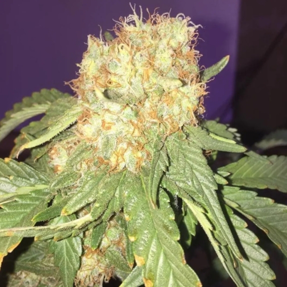 Wedding Cake Feminised Cannabis Seeds