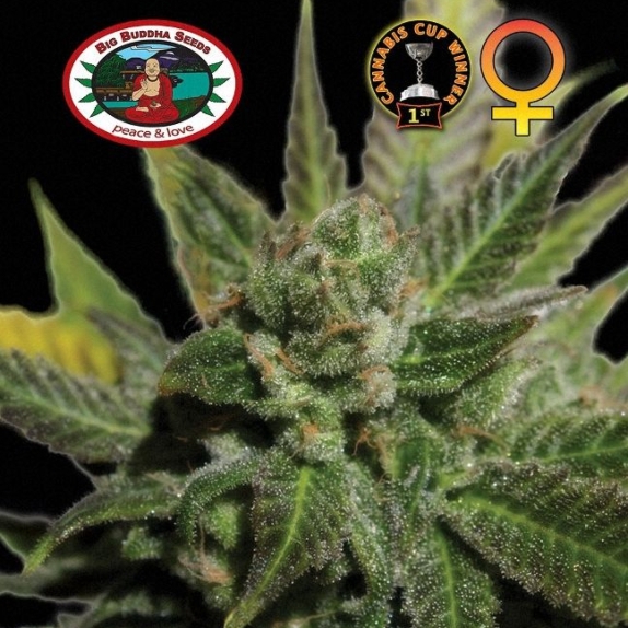 Cheese Feminised Cannabis Seeds