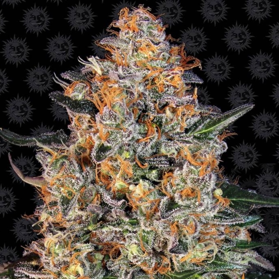 Bubba Kush Feminised Cannabis Seeds