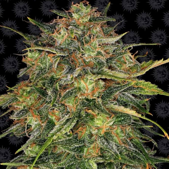 Cheese Feminised Cannabis Seeds