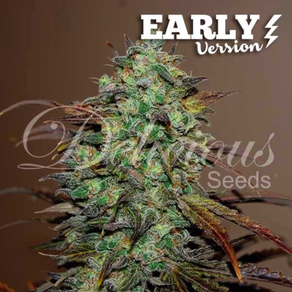 Eleven Roses Early Version  Cannabis Seeds