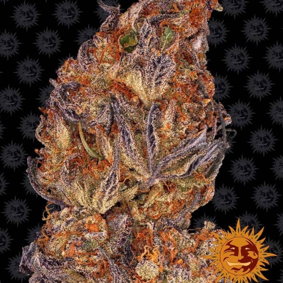 Runtz Auto Feminised Cannabis Seeds