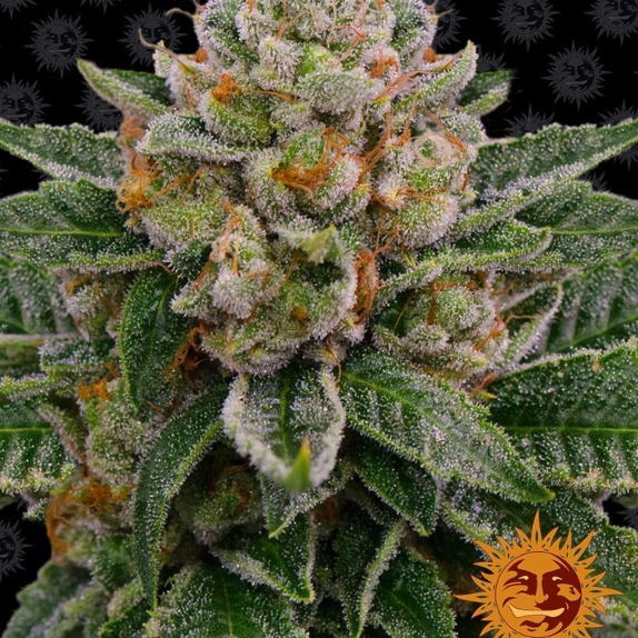 Skywalker OG Auto Feminised Cannabis Seeds