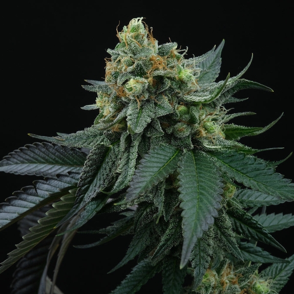 Lime OZZ Feminised Cannabis Seeds