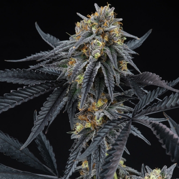 Peach Sherbert OG Feminised Cannabis Seeds