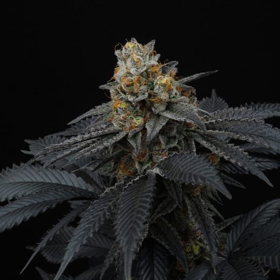 Pink Gasoline Feminised Cannabis Seeds