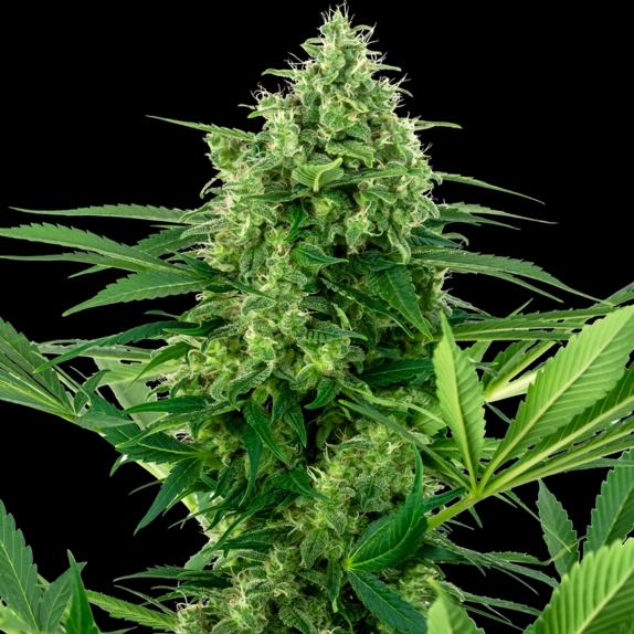 Banana Frosting Feminised Cannabis Seeds