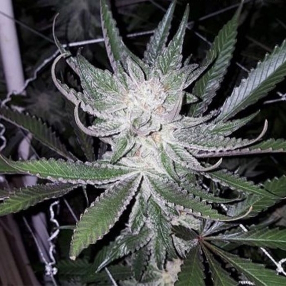 Dubble Grape Regular Cannabis Seeds