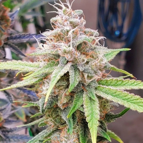 Chem T Haze Regular Cannabis Seeds