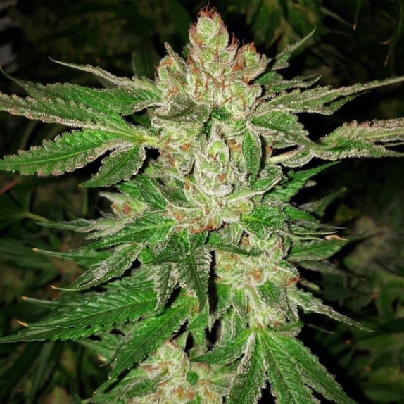 Island G Regular Cannabis Seeds