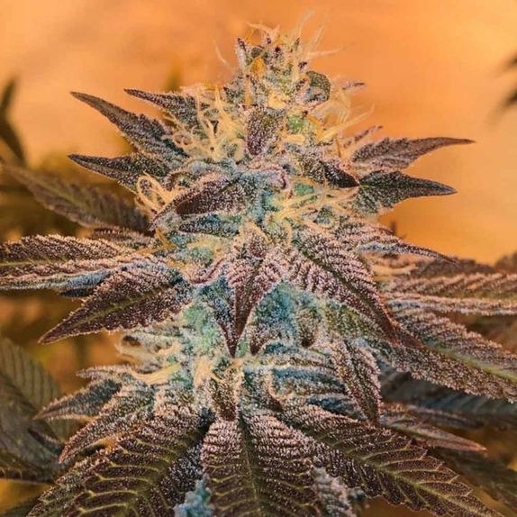 White Grapefruit Cookies Regular Cannabis Seeds