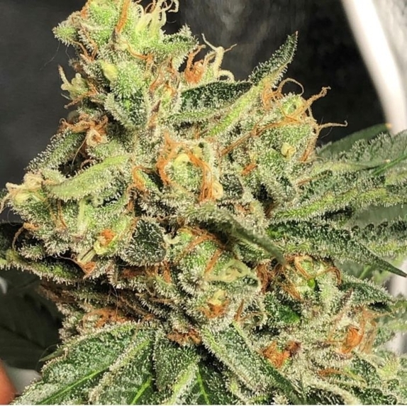 Strawberry Diesel Cookies Regular  Cannabis Seeds