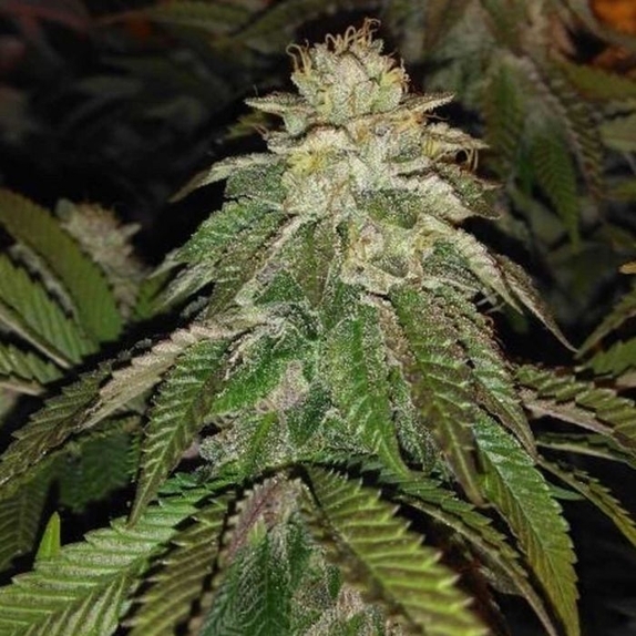 Hot Tropic Regular Cannabis Seeds