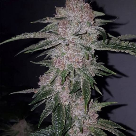 Tropicanna Kush Regular Cannabis Seeds