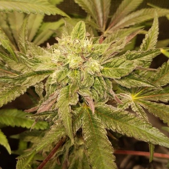 Tropicanna Punch BX1 Regular  Cannabis Seeds