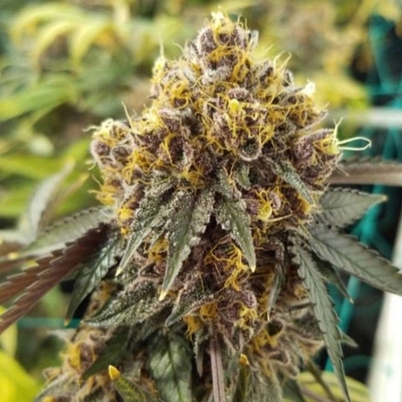 Tropicanna Cookies Regular Cannabis Seeds