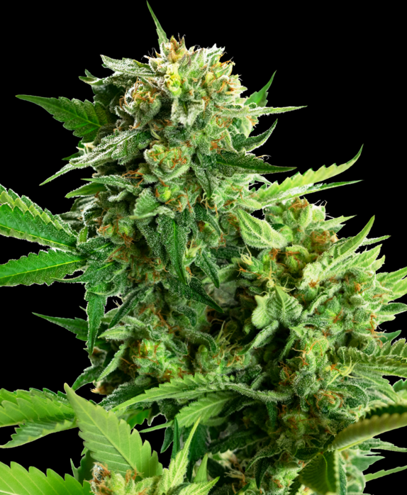 Blackberry Cake Feminized Cannabis Seeds