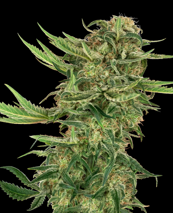 N13 Kush Feminised Seeds Cannabis Seeds