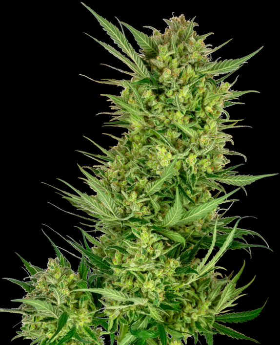 Buttercream Gelato Feminized Seeds Cannabis Seeds