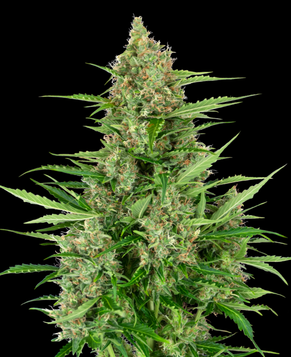 Double Kush Cake Auto Cannabis Seeds