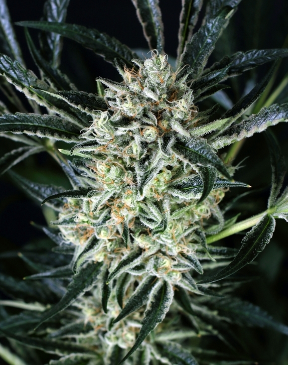 Jelly Bananen Feminised Cannabis Seeds