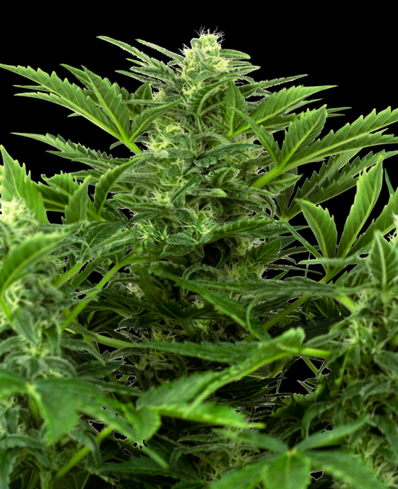 Mandarin Punch Auto Cannabis Seeds