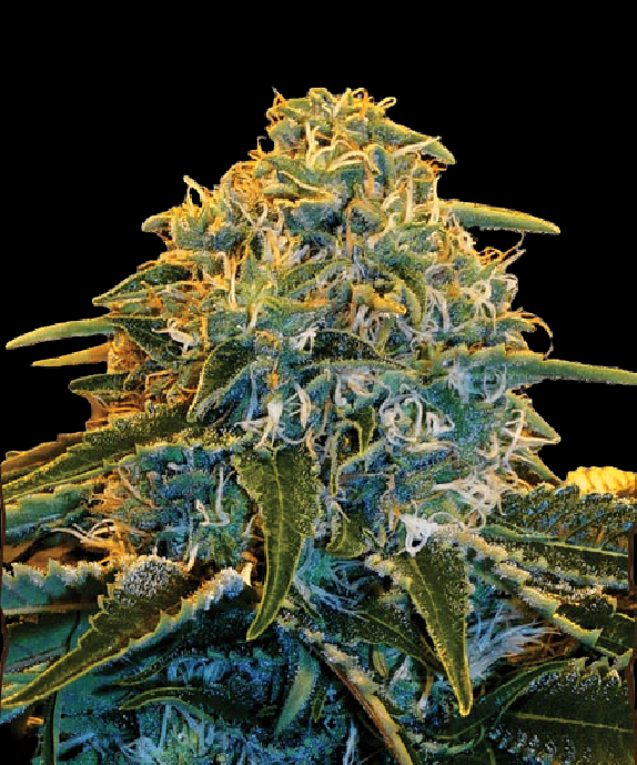 Z&Z Feminised Cannabis Seeds