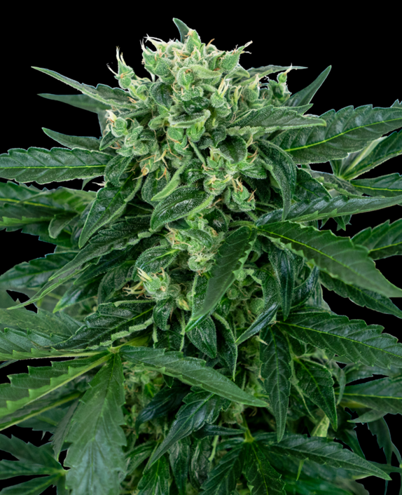 Sensi Amnesia Auto Cannabis Seeds