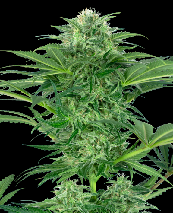 Skunk Dream CBD Feminized Cannabis Seeds