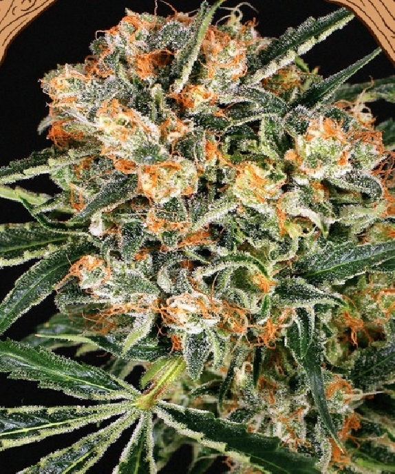 Hippie Therapy CBD Feminised Cannabis Seeds