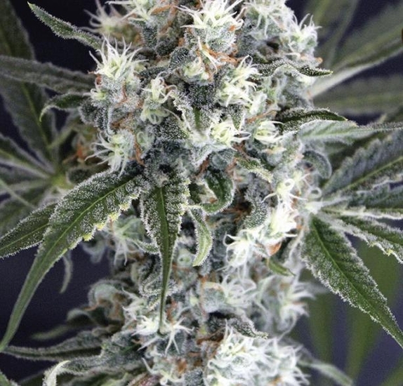Medxotic Pure CBD Cannabis Seeds