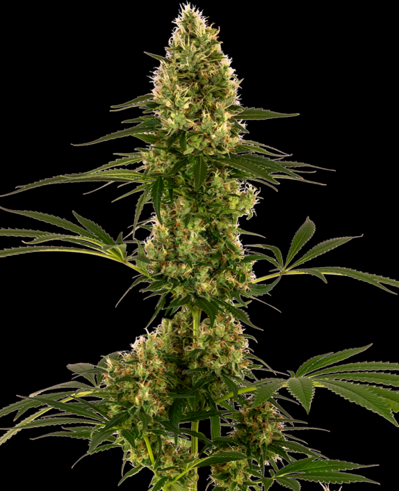 Blue Bullet Auto Cannabis Seeds