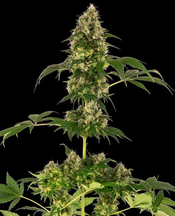 Cobalt Haze Feminised Cannabis Seeds