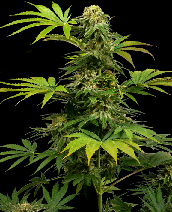 Black Harlequin Feminised Cannabis Seeds