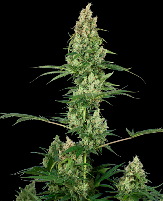 Silver Fire Feminised Cannabis Seeds