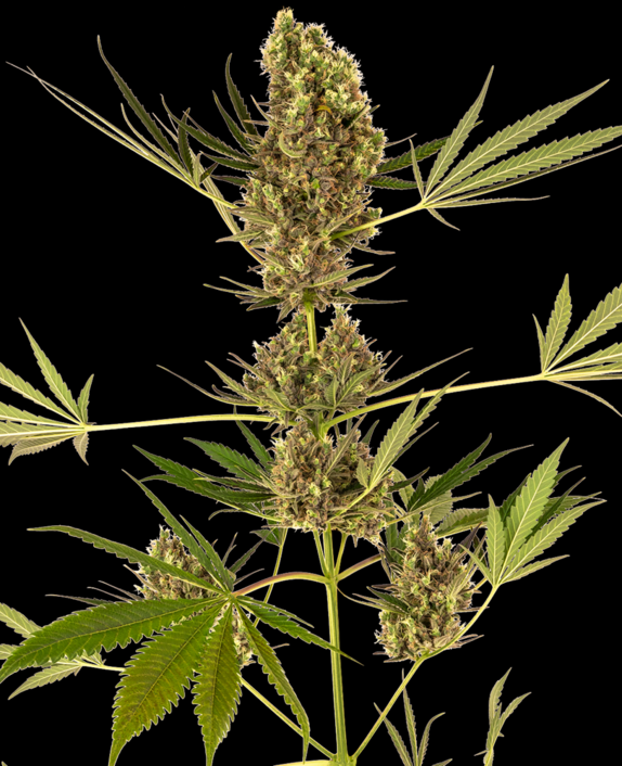 Alpine Delight CBD Auto Cannabis Seeds