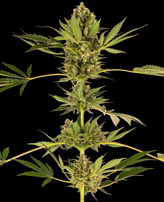 Himalayan CBD Feminised Cannabis Seeds