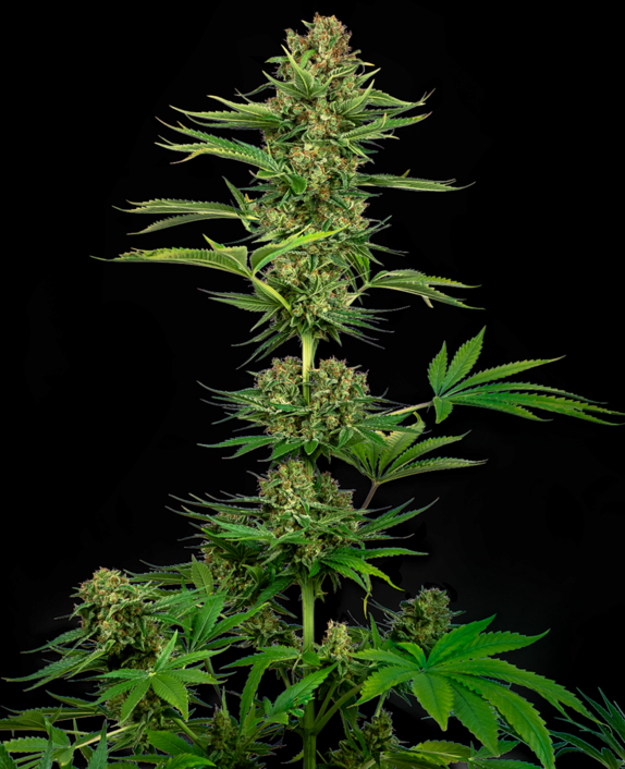 Satin Black Domina CBD Feminised Cannabis Seeds