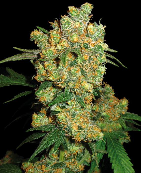 Big Bud Feminised Cannabis Seeds