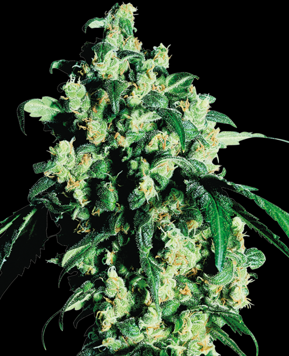 Super Skunk Feminised  Cannabis Seeds