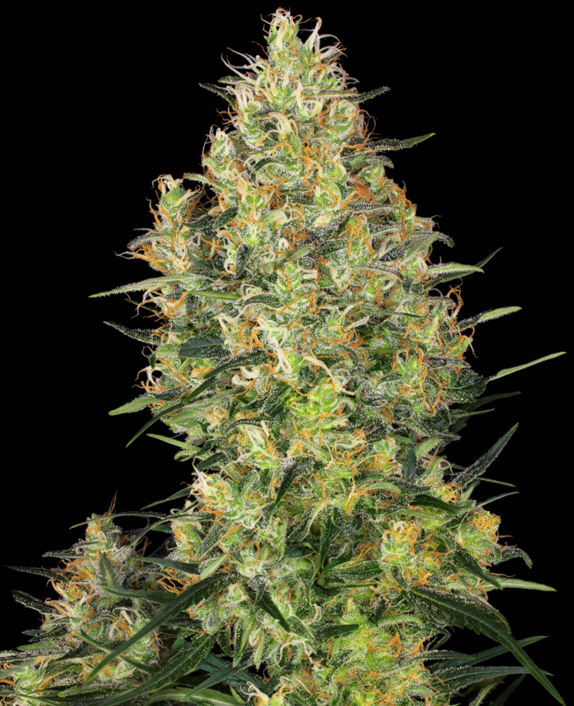 Shiva Skunk Feminised  Cannabis Seeds